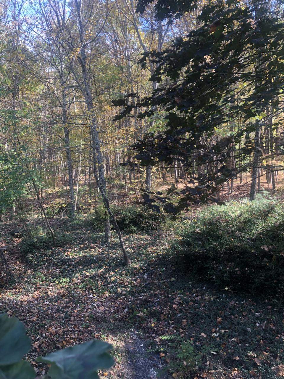 23359 German River Road Criders, VA 22820 - Photo 17 of 39 a view of a forest with trees