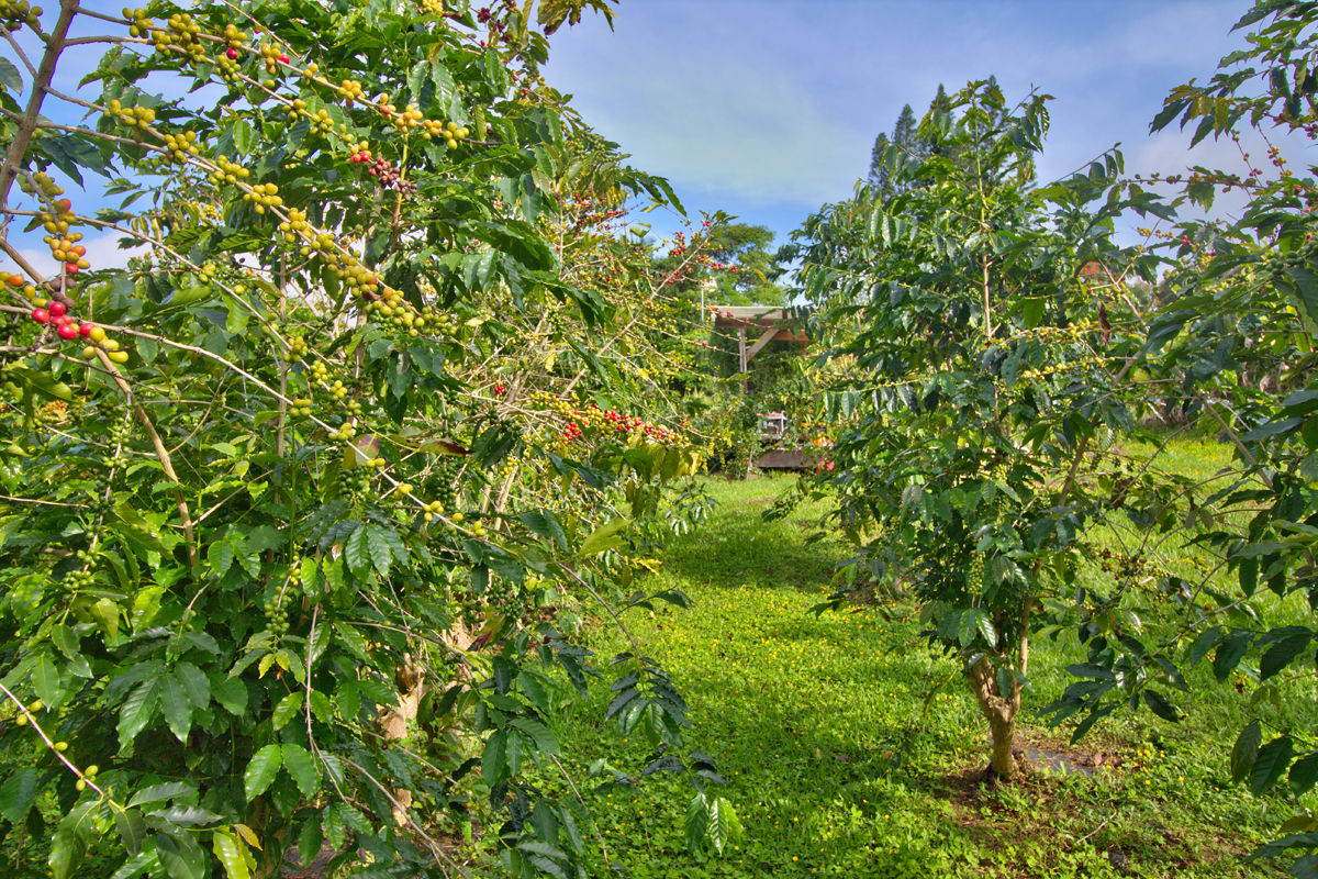 82-1019 KOA Road Captain Cook, HI 96704 - Photo 16 of 19 a view of a tree