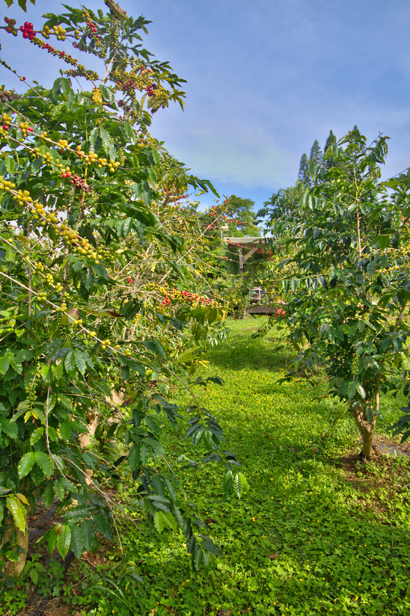 82-1019 KOA Road Captain Cook, HI 96704 - Photo 17 of 17 a view of a garden