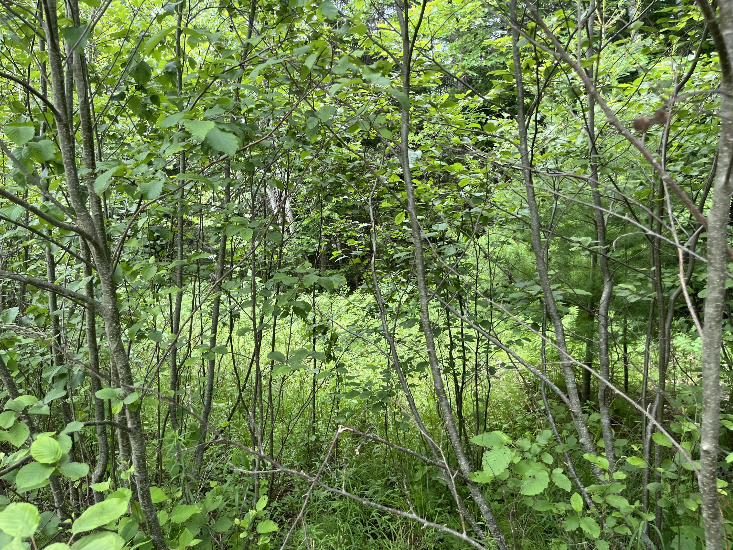 Lot 3 Cobblestone Ridge Milford, ME 04461 - Photo 14 of 20 IMG_3229