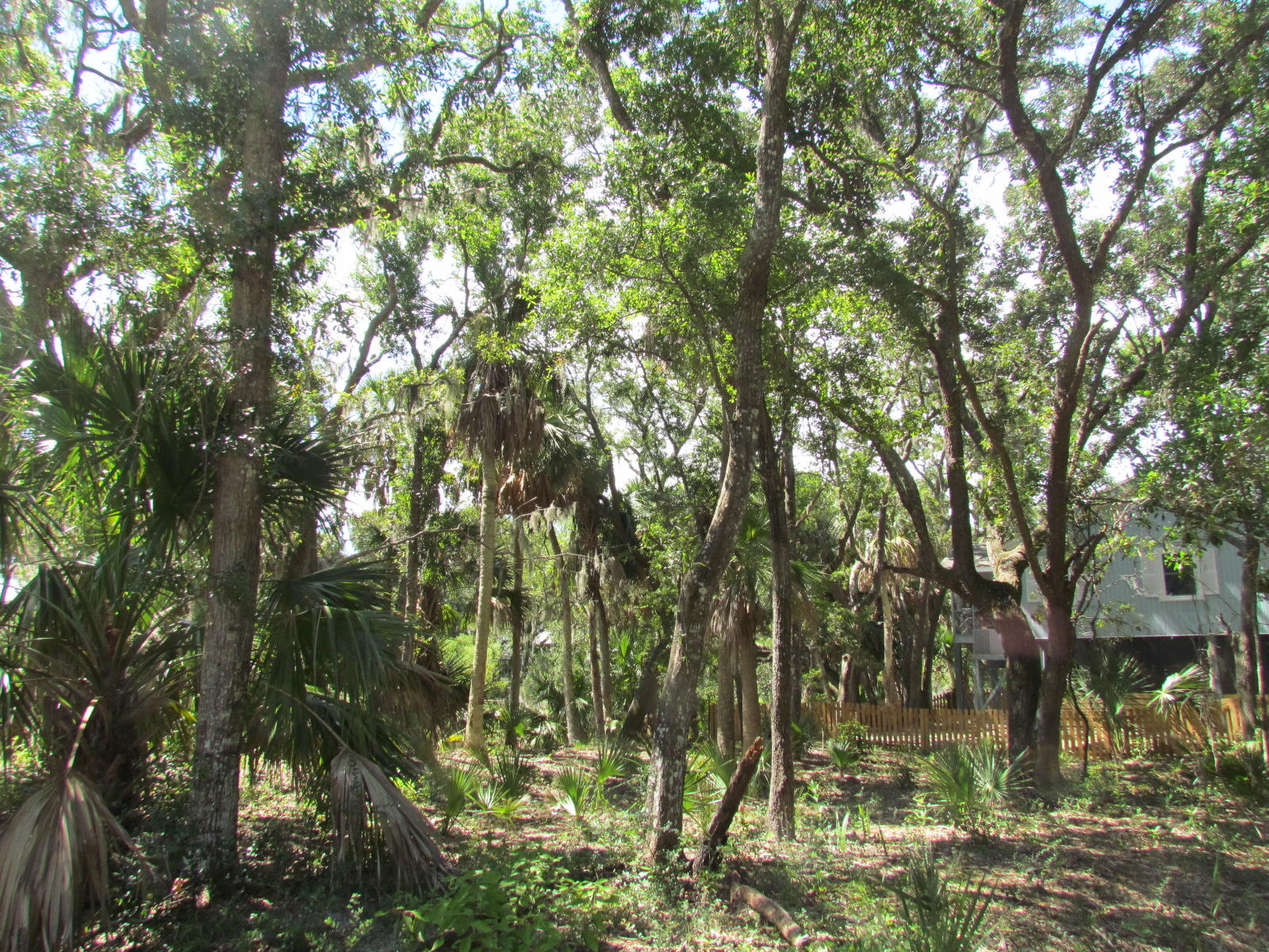 1102 Jungle Road Edisto Beach, SC 29438 - Photo 11 of 12 IMG_3321