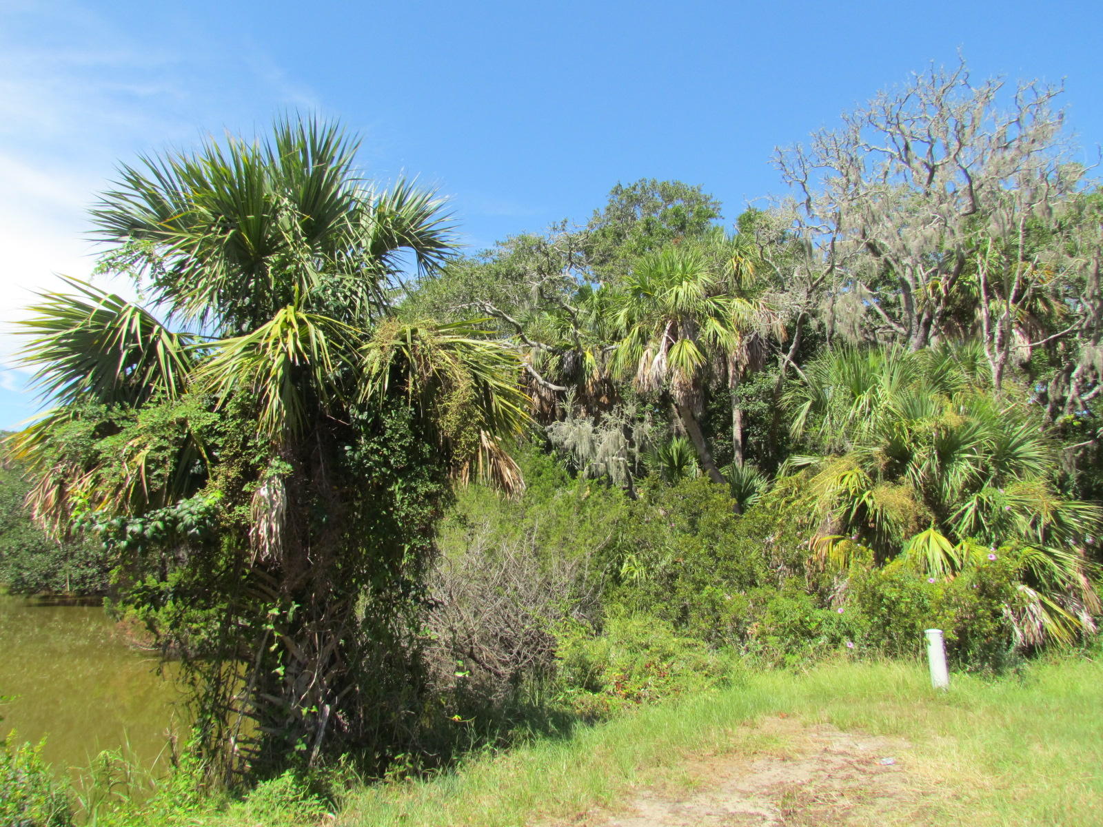 1102 Jungle Road Edisto Beach, SC 29438 - Photo 3 of 12 IMG_3324