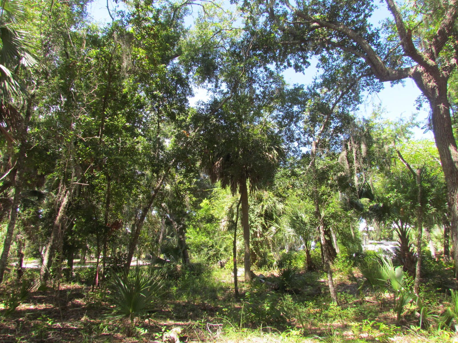 1102 Jungle Road Edisto Beach, SC 29438 - Photo 4 of 12 IMG_3320
