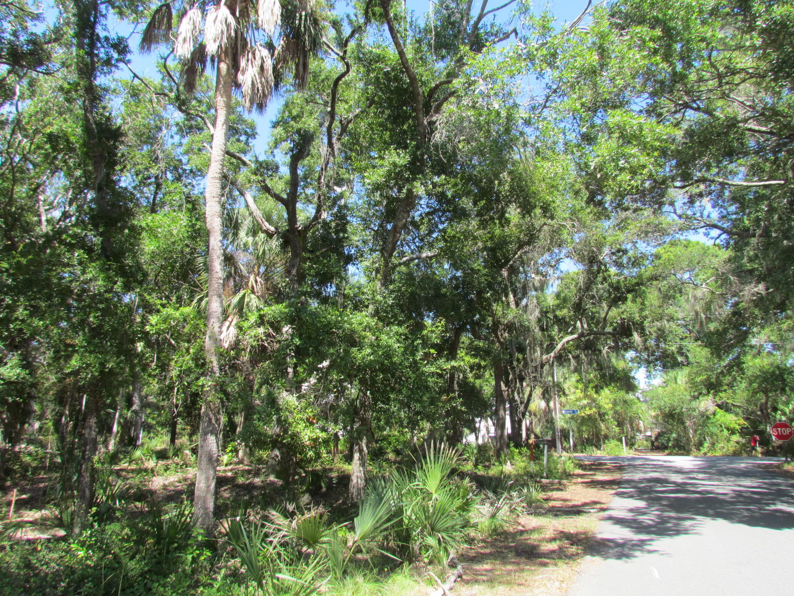 1102 Jungle Road Edisto Beach, SC 29438 - Photo 6 of 12 IMG_3322
