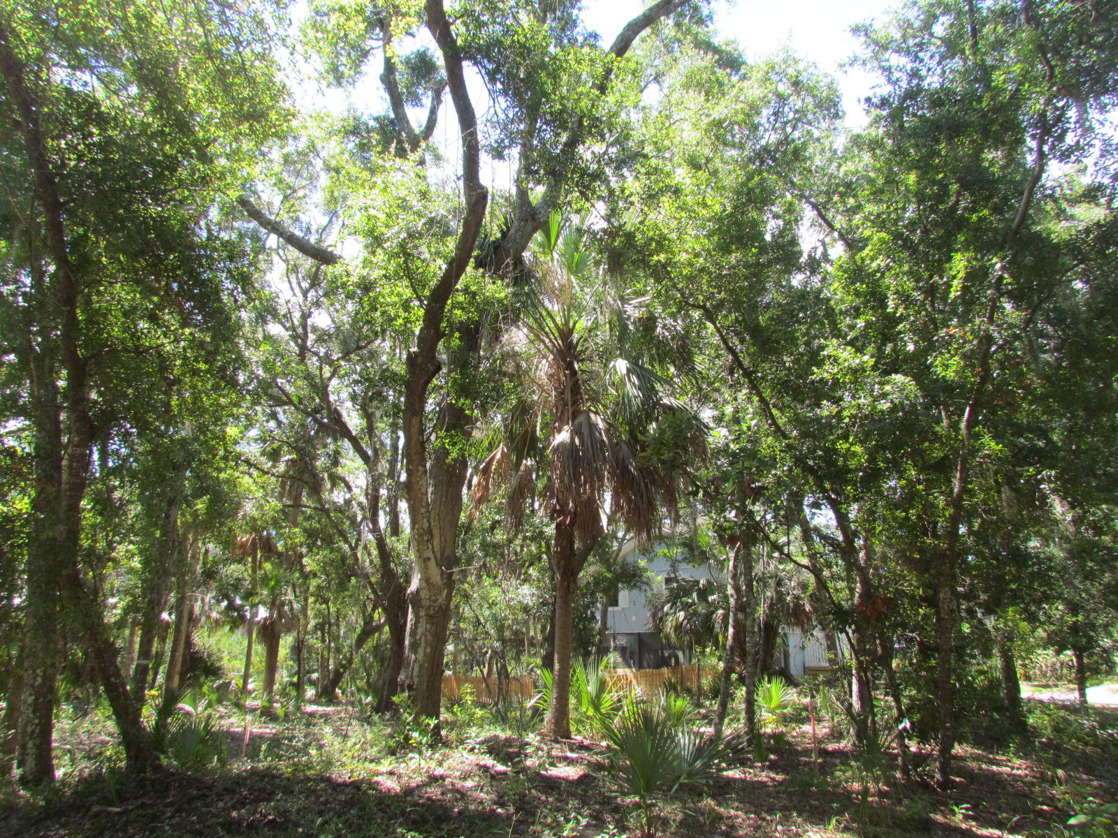 1102 Jungle Road Edisto Beach, SC 29438 - Photo 9 of 12 IMG_3318