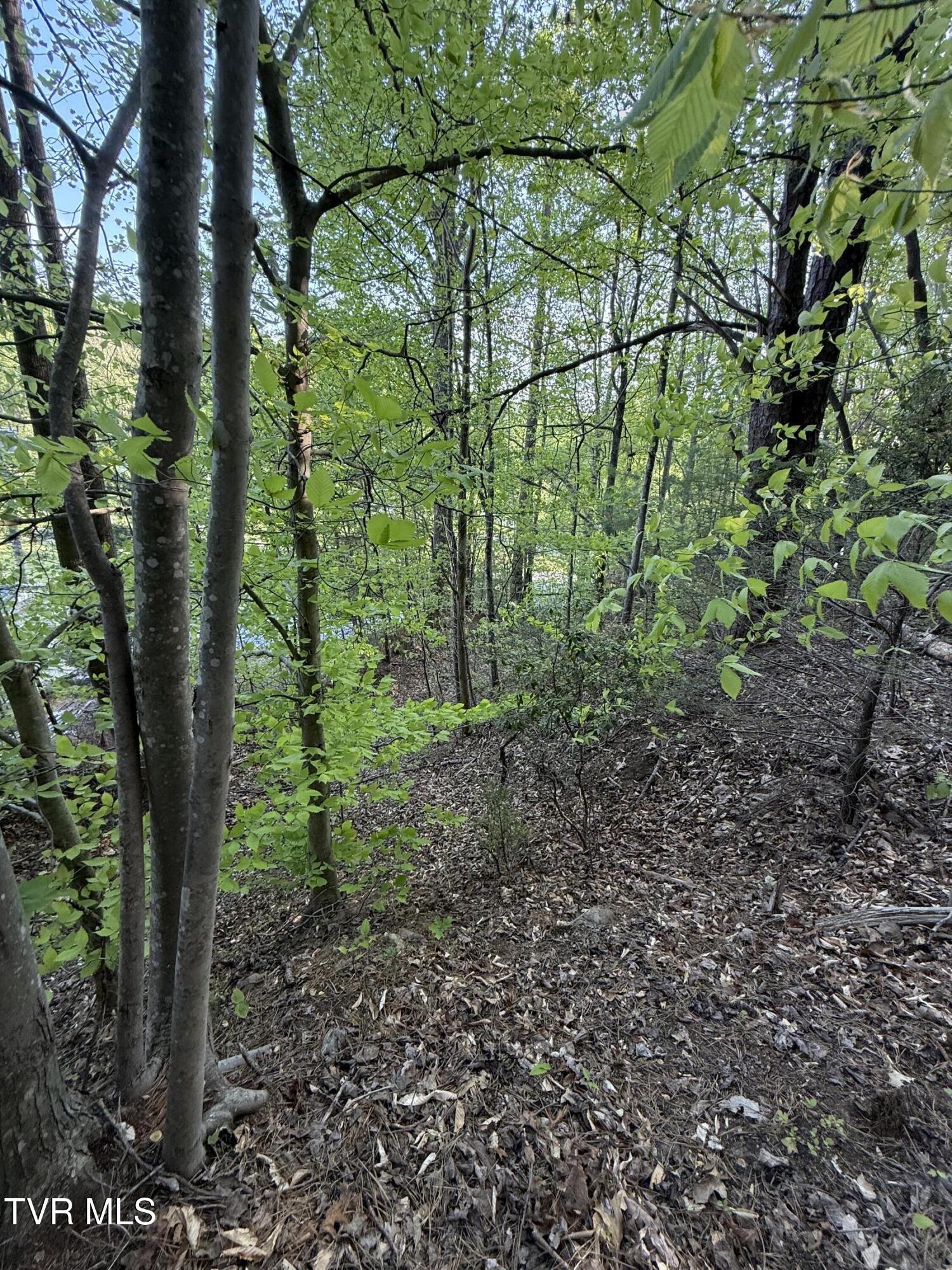 Tbd Bobs Hollow Road, Unit LOT 4 Elizabethton, TN 37643 - Photo 22 of 37 IMG_5259