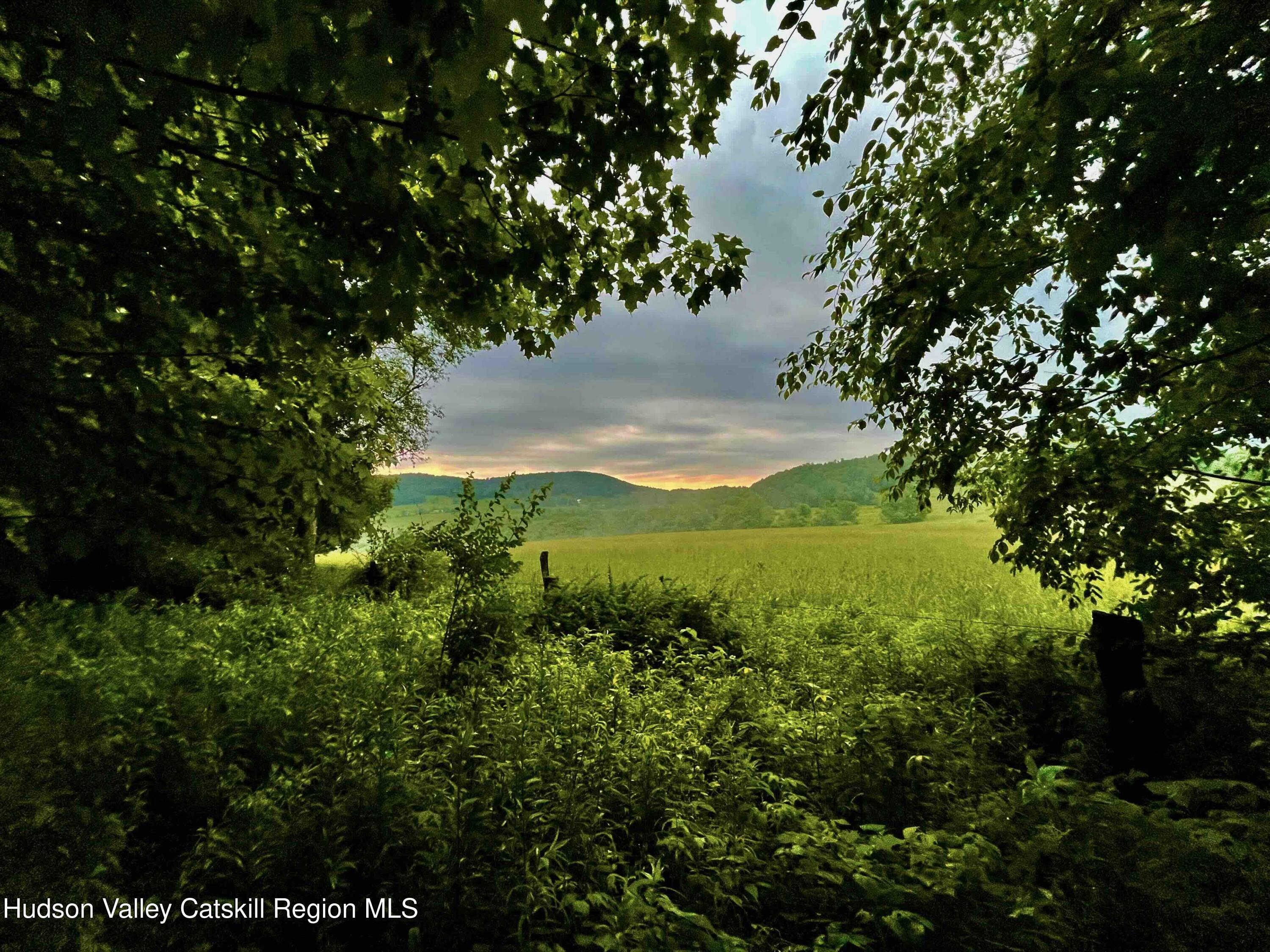 a view of a lush green space
