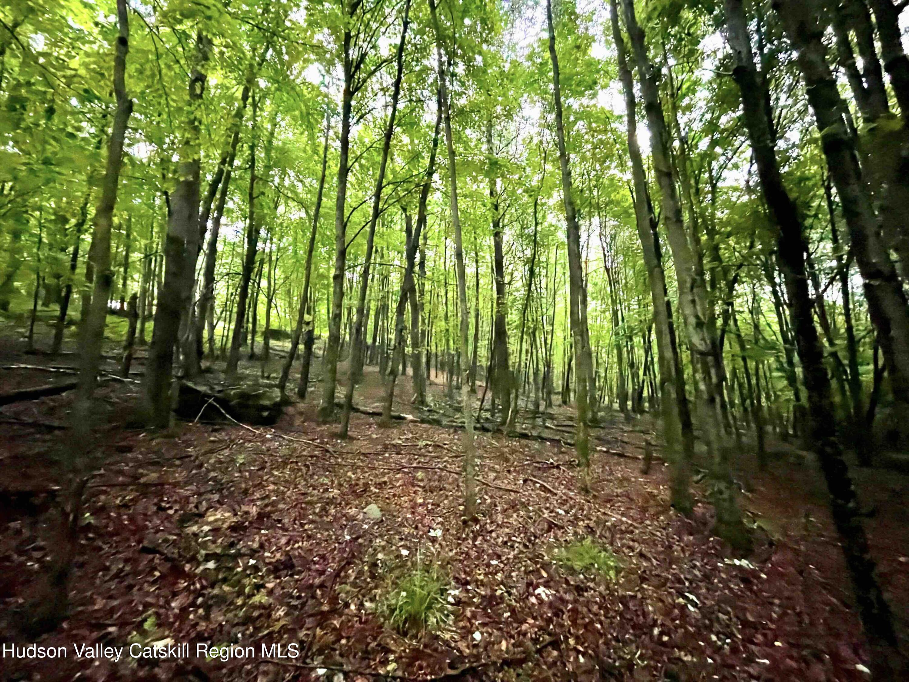 0 West Killie Road North Branch, NY 12766 - Photo 8 of 12 a view of outdoor space and trees