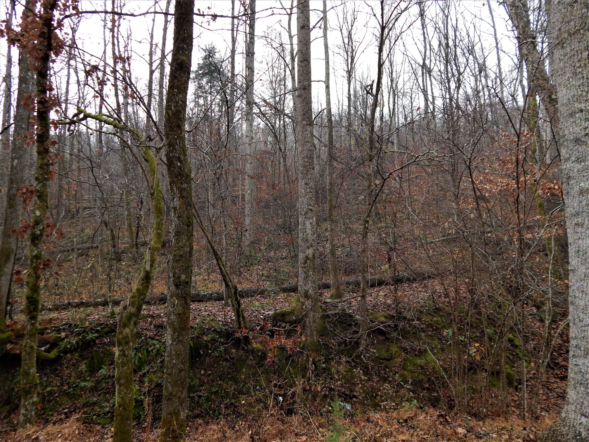 0 Warren Hollow Road Clifton, TN 38425 - Photo 1 of 30 Gallery Image 1
