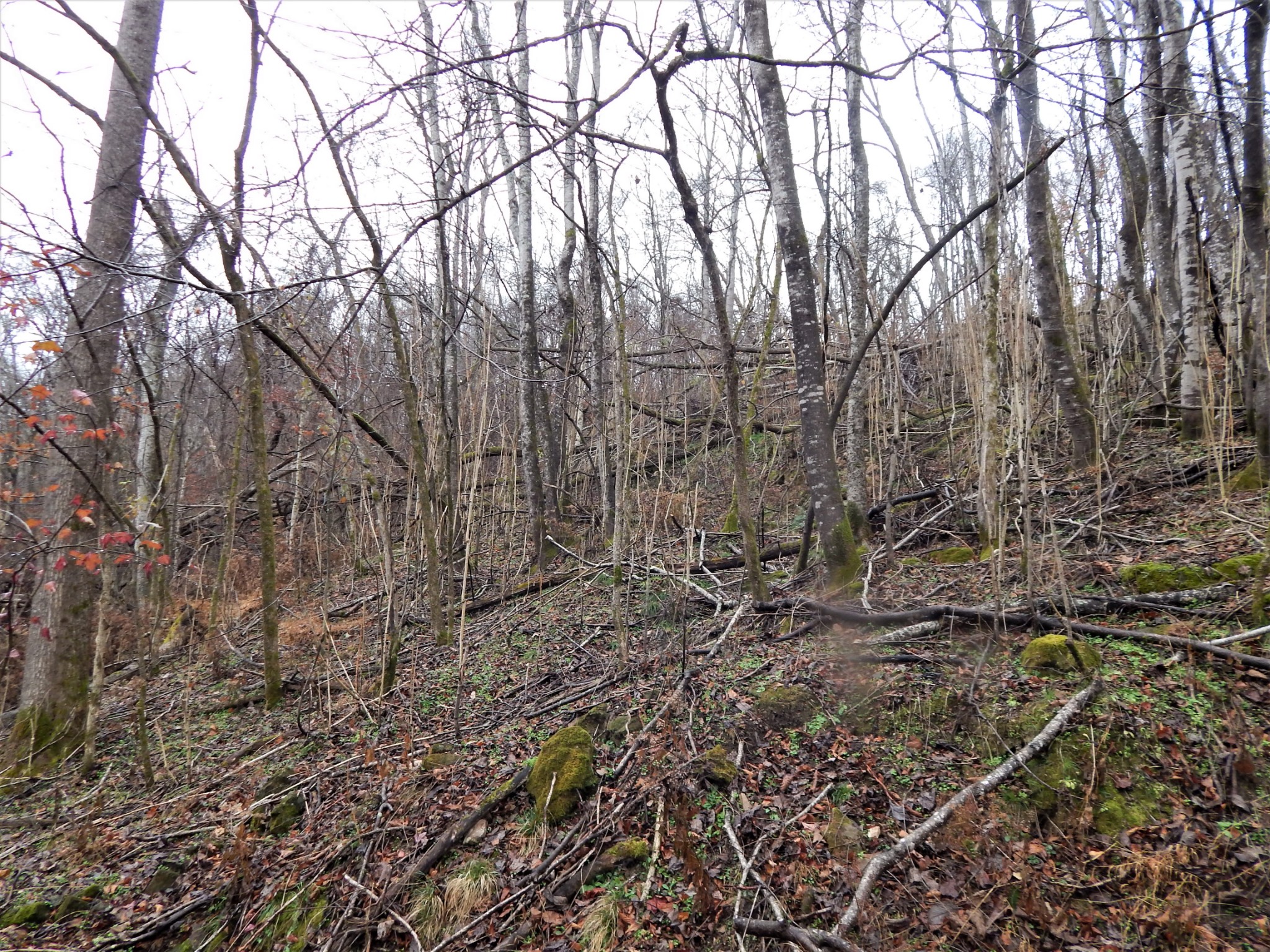 0 Warren Hollow Road Clifton, TN 38425 - Photo 11 of 30 Gallery Image 11