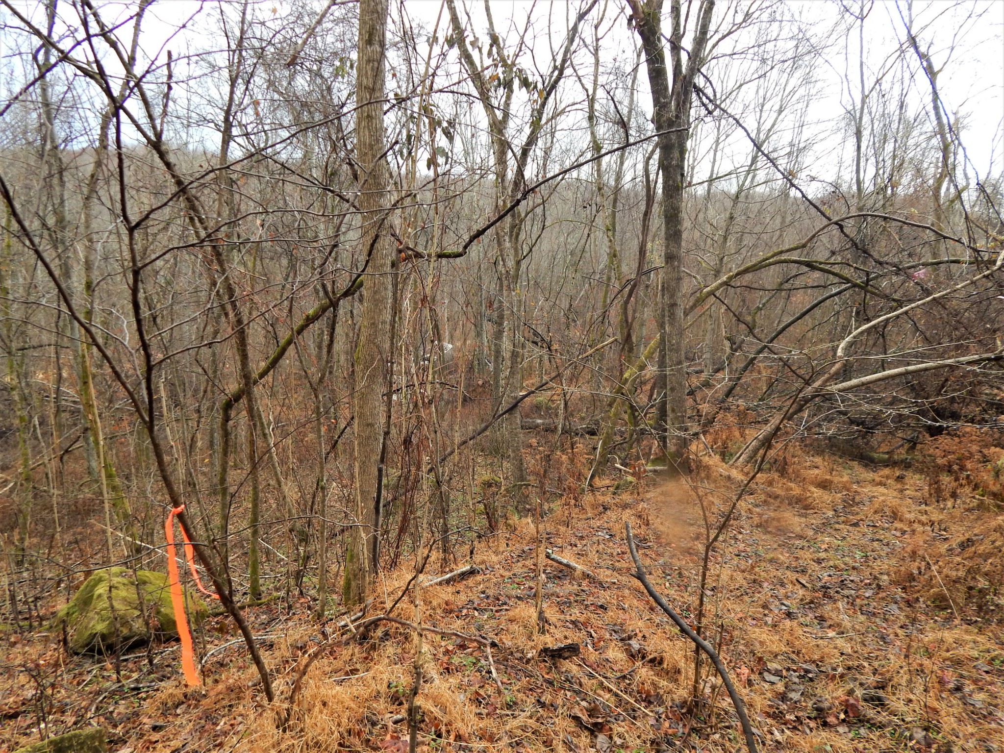 0 Warren Hollow Road Clifton, TN 38425 - Photo 12 of 30 Gallery Image 12