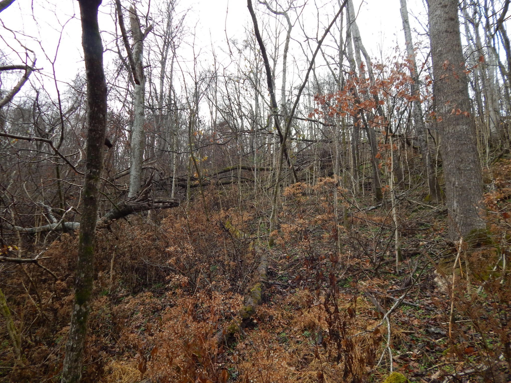 0 Warren Hollow Road Clifton, TN 38425 - Photo 13 of 30 Gallery Image 13