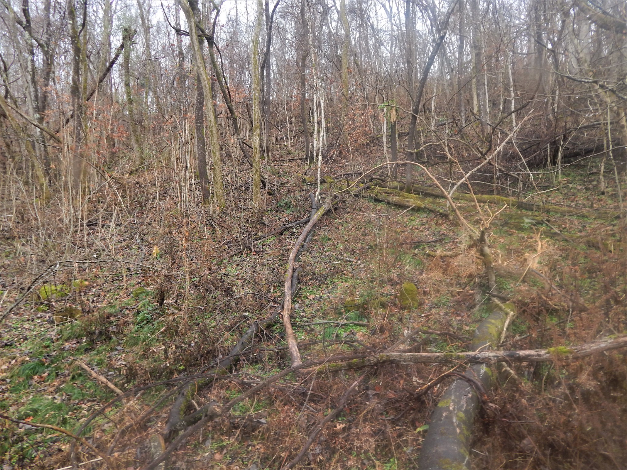 0 Warren Hollow Road Clifton, TN 38425 - Photo 15 of 30 Gallery Image 15