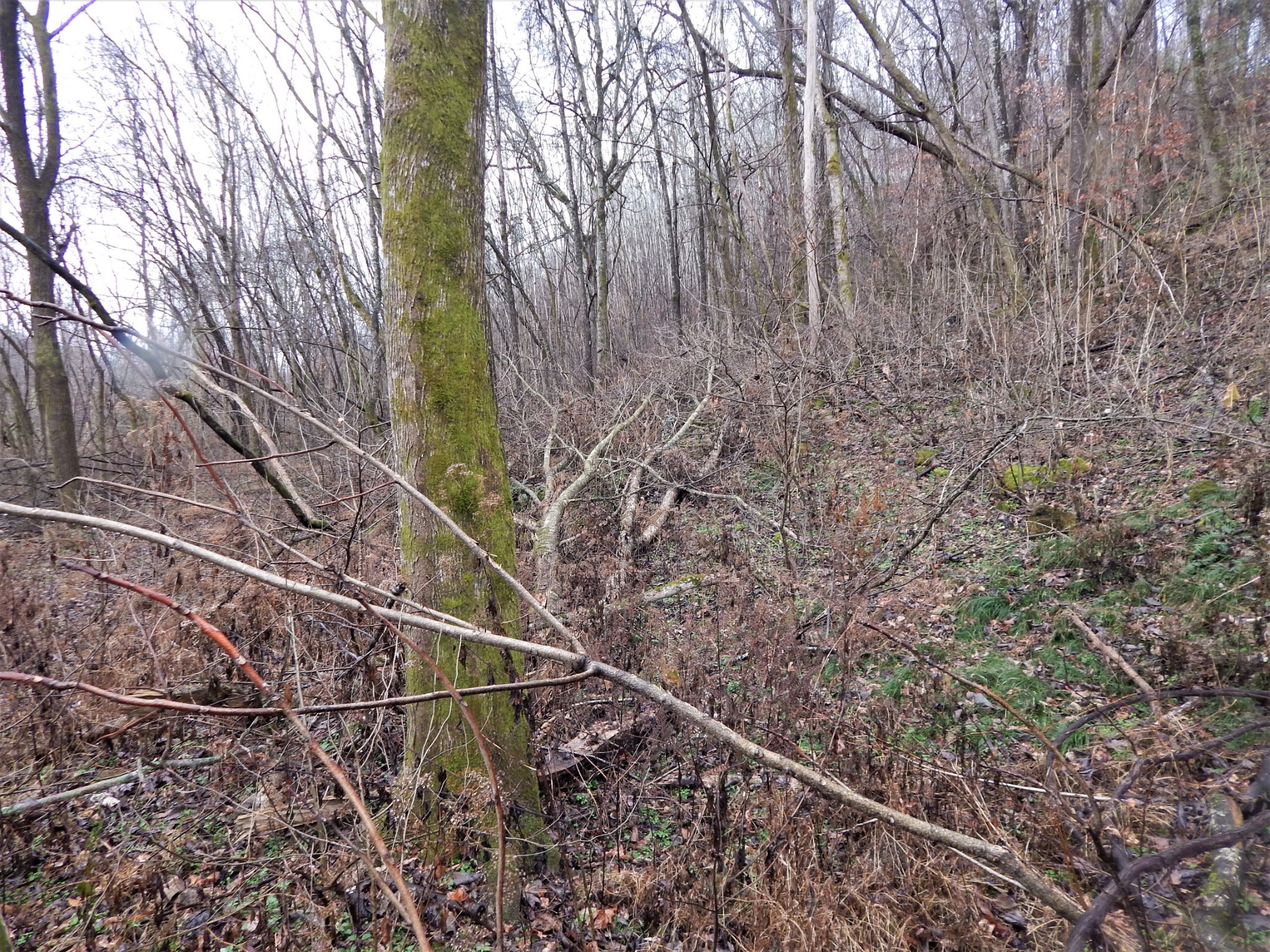0 Warren Hollow Road Clifton, TN 38425 - Photo 16 of 30 Gallery Image 16