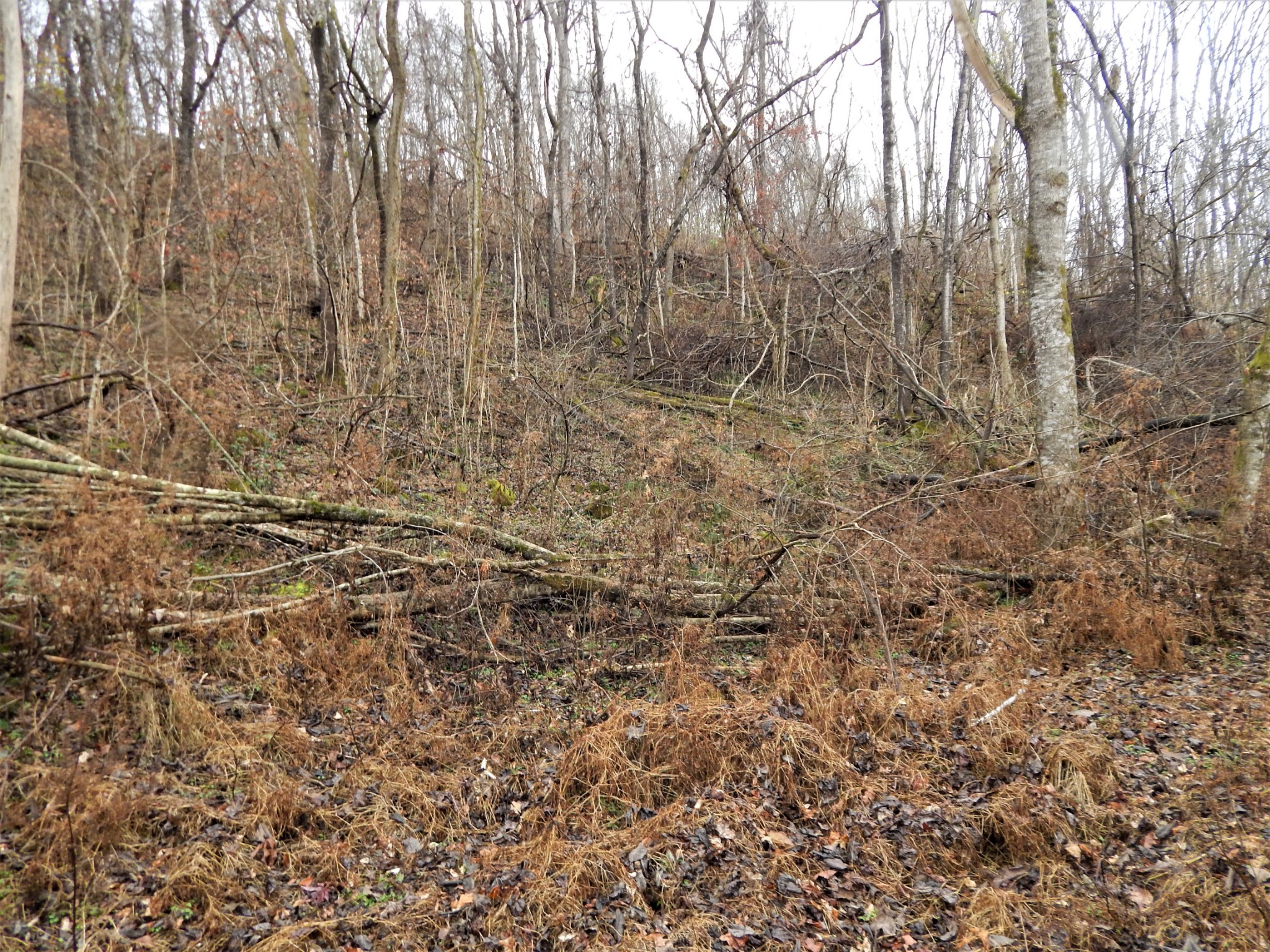 0 Warren Hollow Road Clifton, TN 38425 - Photo 17 of 30 Gallery Image 17