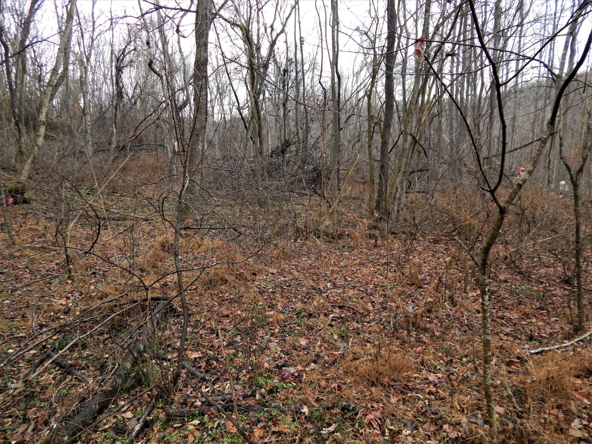 0 Warren Hollow Road Clifton, TN 38425 - Photo 18 of 30 Gallery Image 18