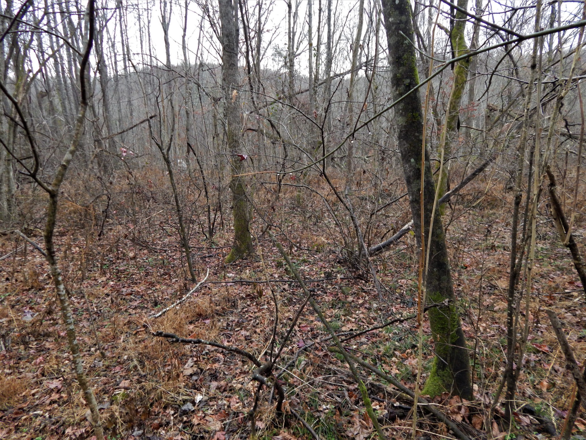 0 Warren Hollow Road Clifton, TN 38425 - Photo 19 of 30 Gallery Image 19