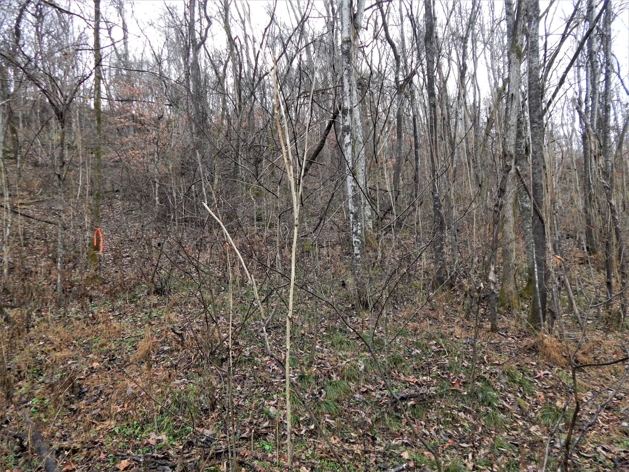0 Warren Hollow Road Clifton, TN 38425 - Photo 20 of 30 Gallery Image 20