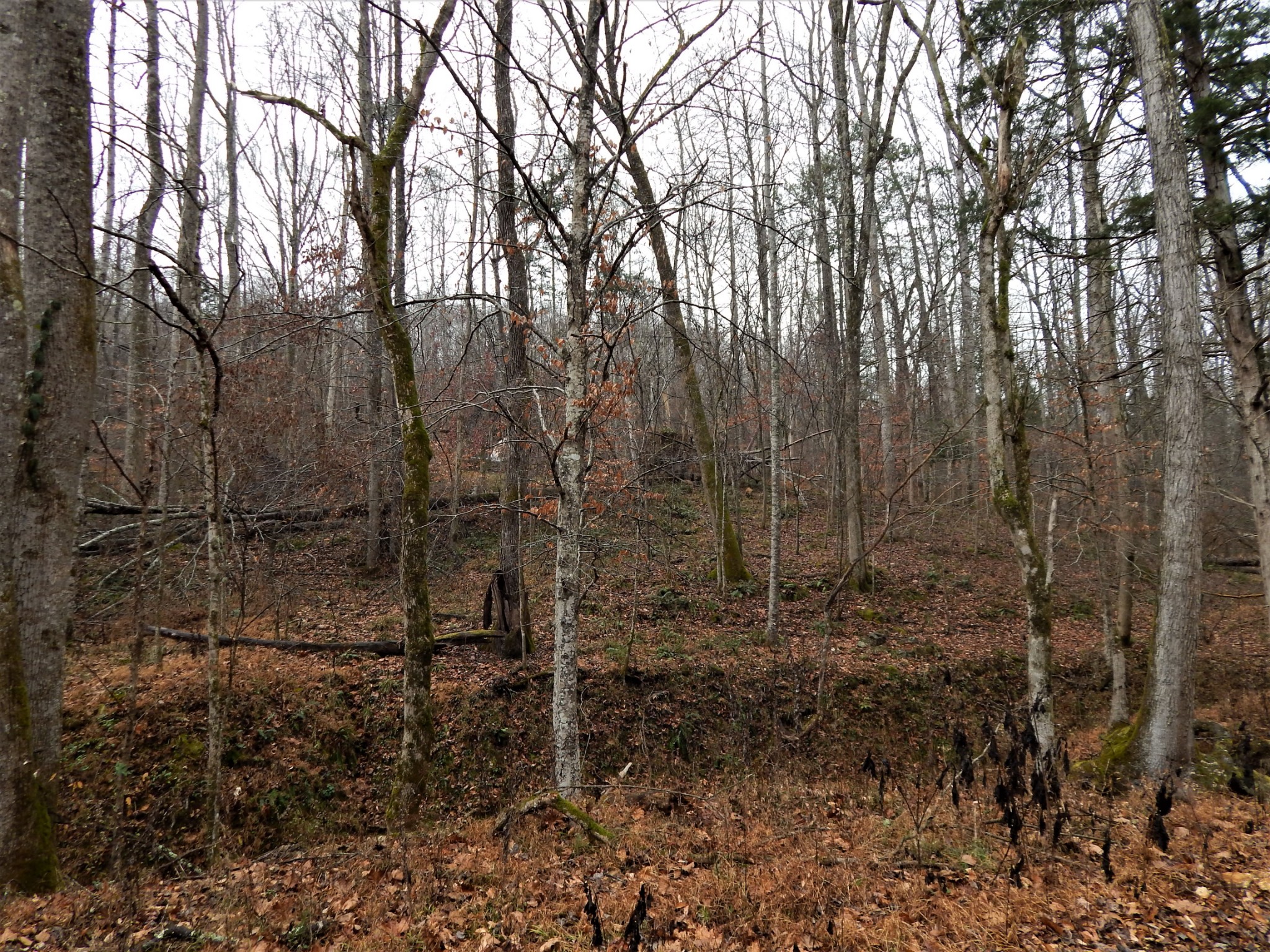 0 Warren Hollow Road Clifton, TN 38425 - Photo 3 of 30 Gallery Image 3