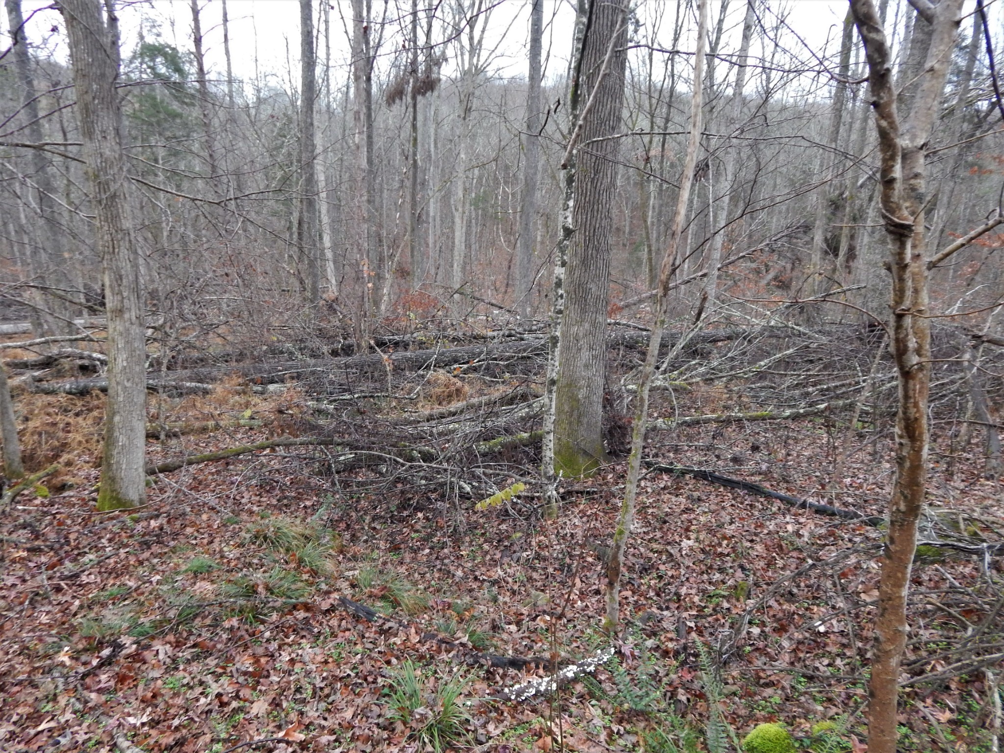 0 Warren Hollow Road Clifton, TN 38425 - Photo 21 of 30 Gallery Image 21