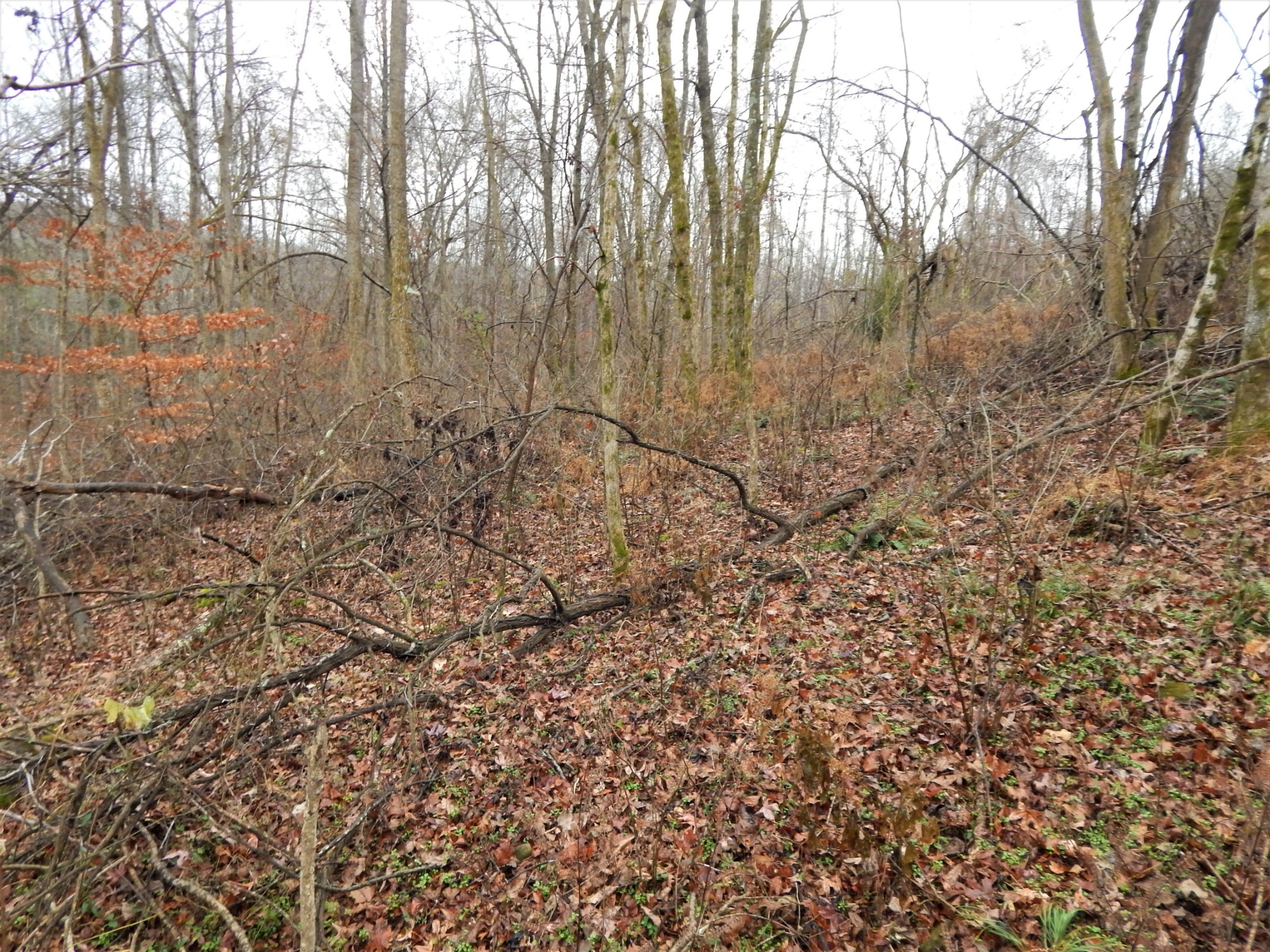 0 Warren Hollow Road Clifton, TN 38425 - Photo 22 of 30 Gallery Image 22