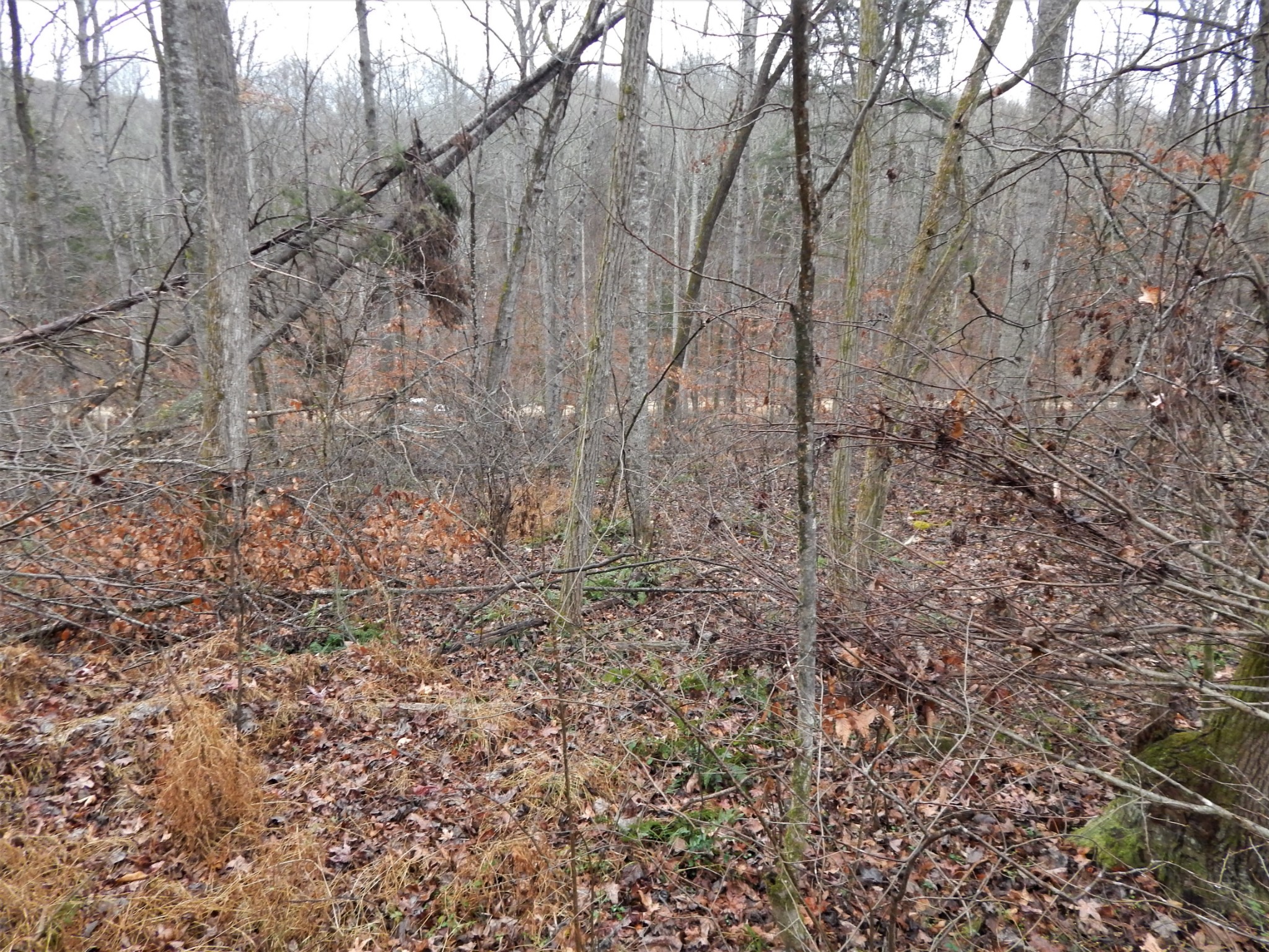 0 Warren Hollow Road Clifton, TN 38425 - Photo 23 of 30 Gallery Image 23