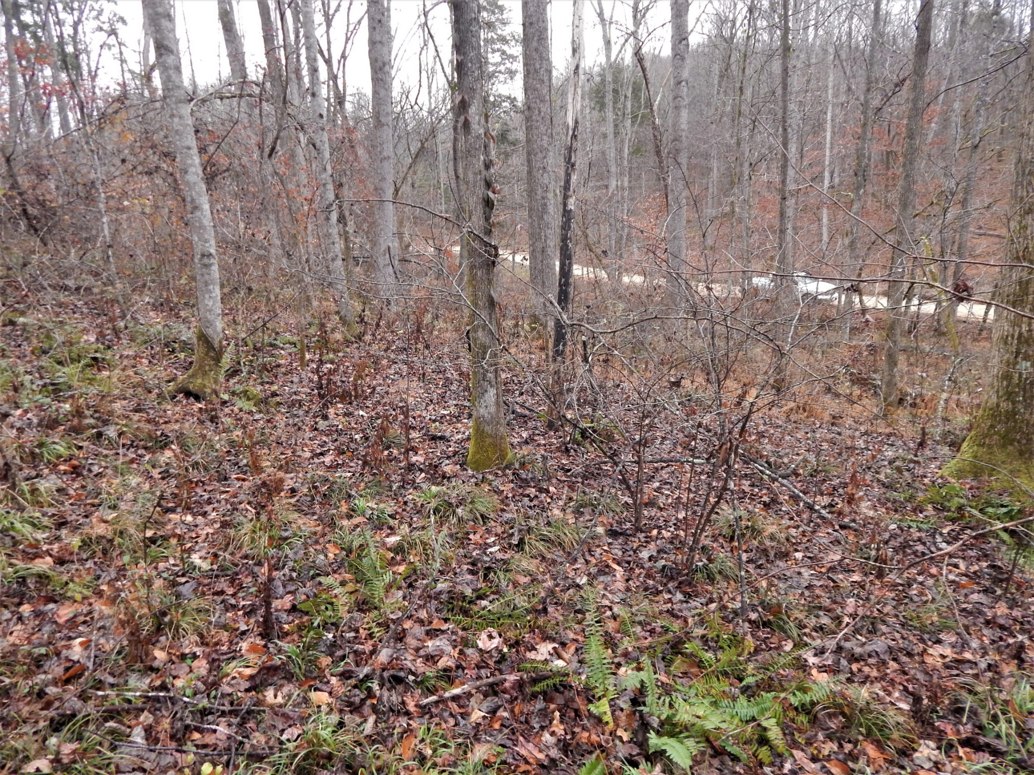 0 Warren Hollow Road Clifton, TN 38425 - Photo 24 of 30 Gallery Image 24