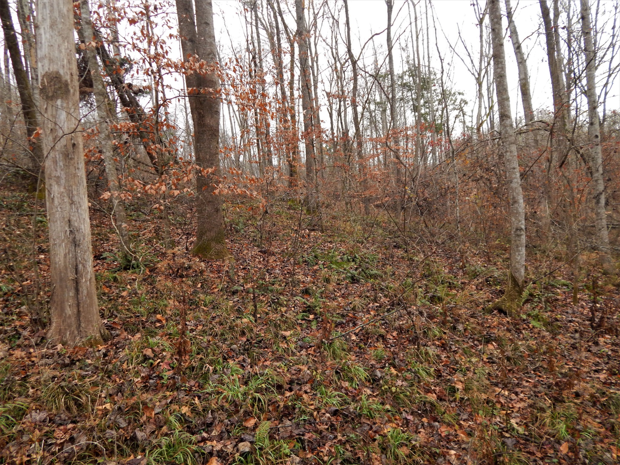 0 Warren Hollow Road Clifton, TN 38425 - Photo 25 of 30 Gallery Image 25