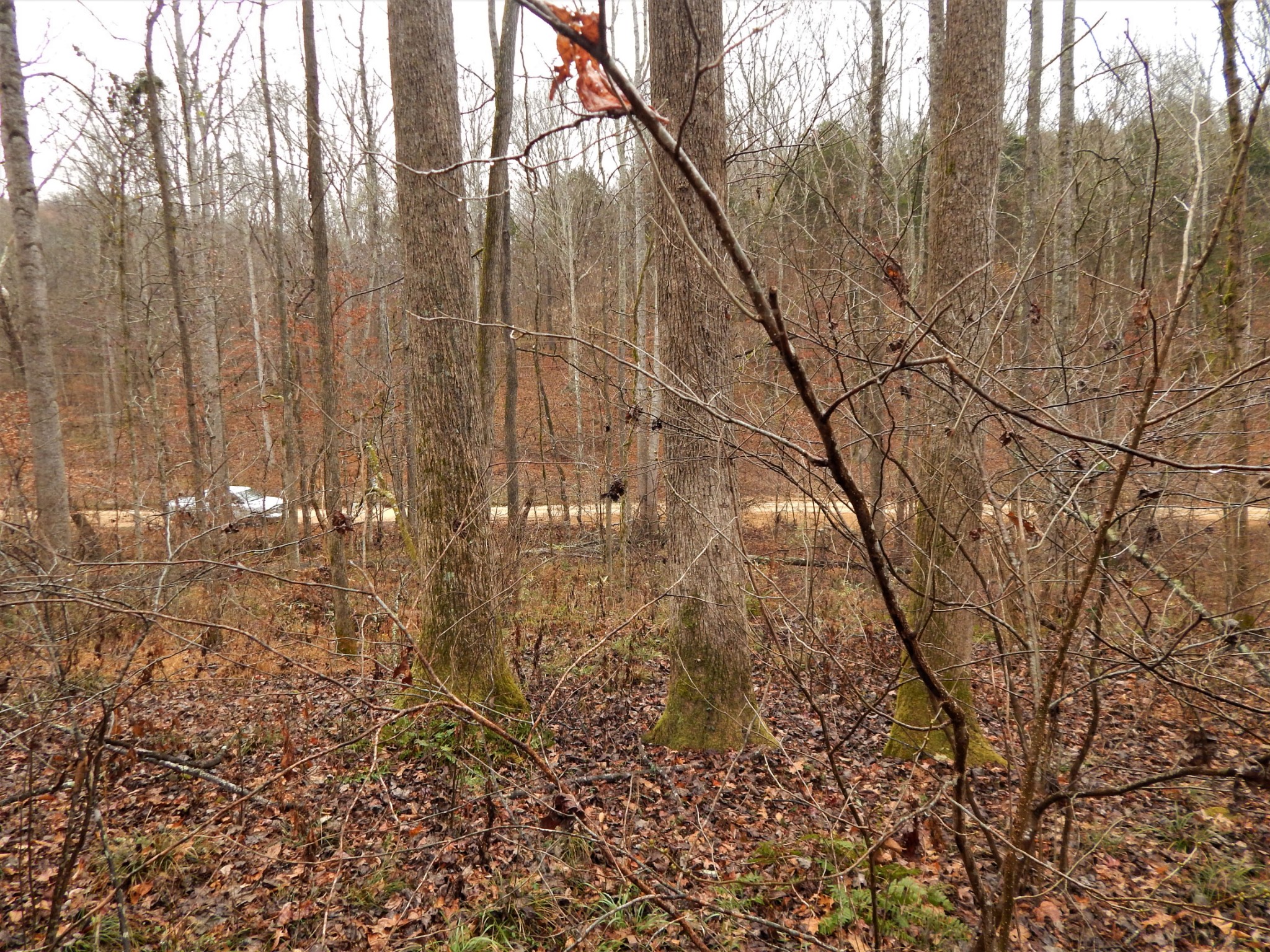 0 Warren Hollow Road Clifton, TN 38425 - Photo 26 of 30 Gallery Image 26