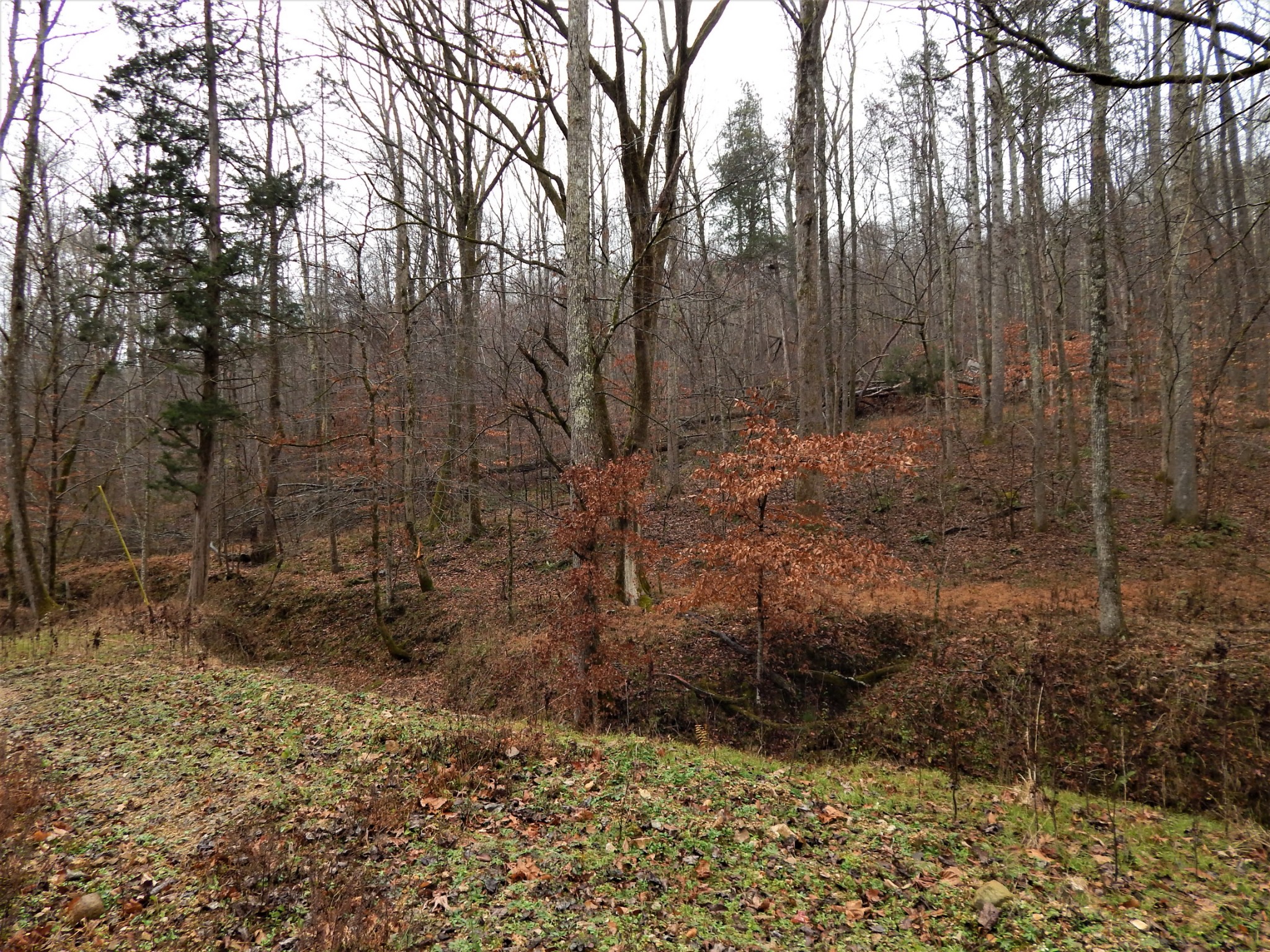 0 Warren Hollow Road Clifton, TN 38425 - Photo 4 of 30 Gallery Image 4