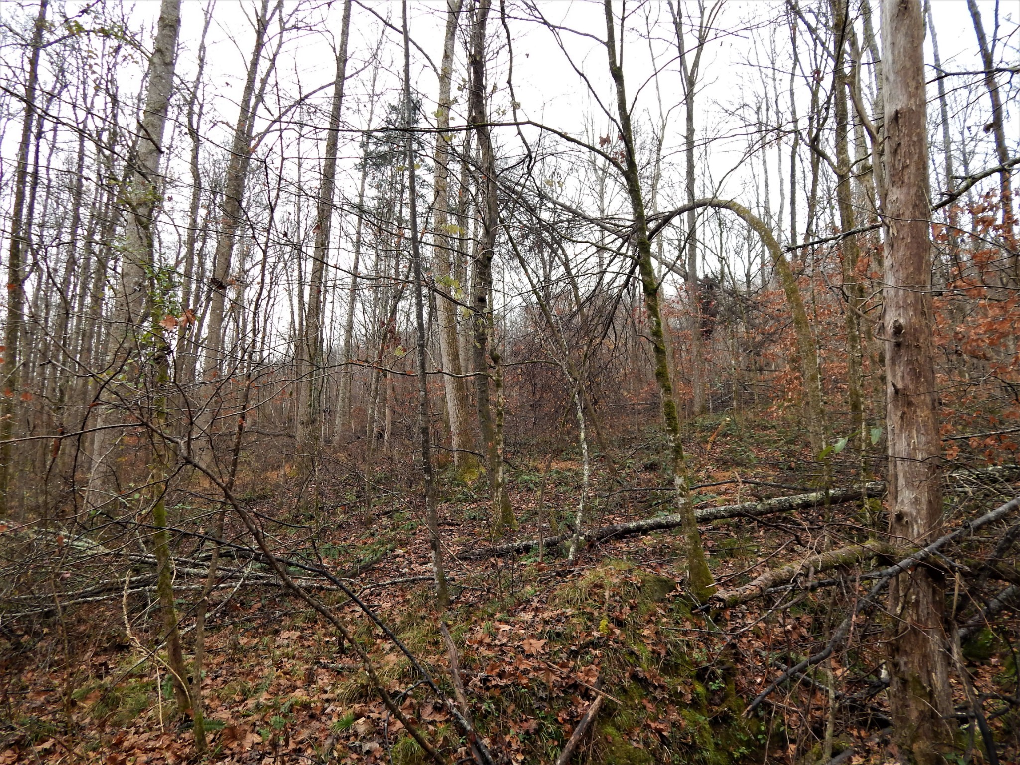 0 Warren Hollow Road Clifton, TN 38425 - Photo 7 of 30 Gallery Image 7