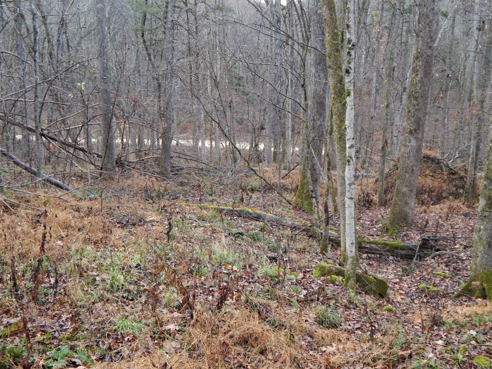 0 Warren Hollow Road Clifton, TN 38425 - Photo 10 of 30 Gallery Image 10