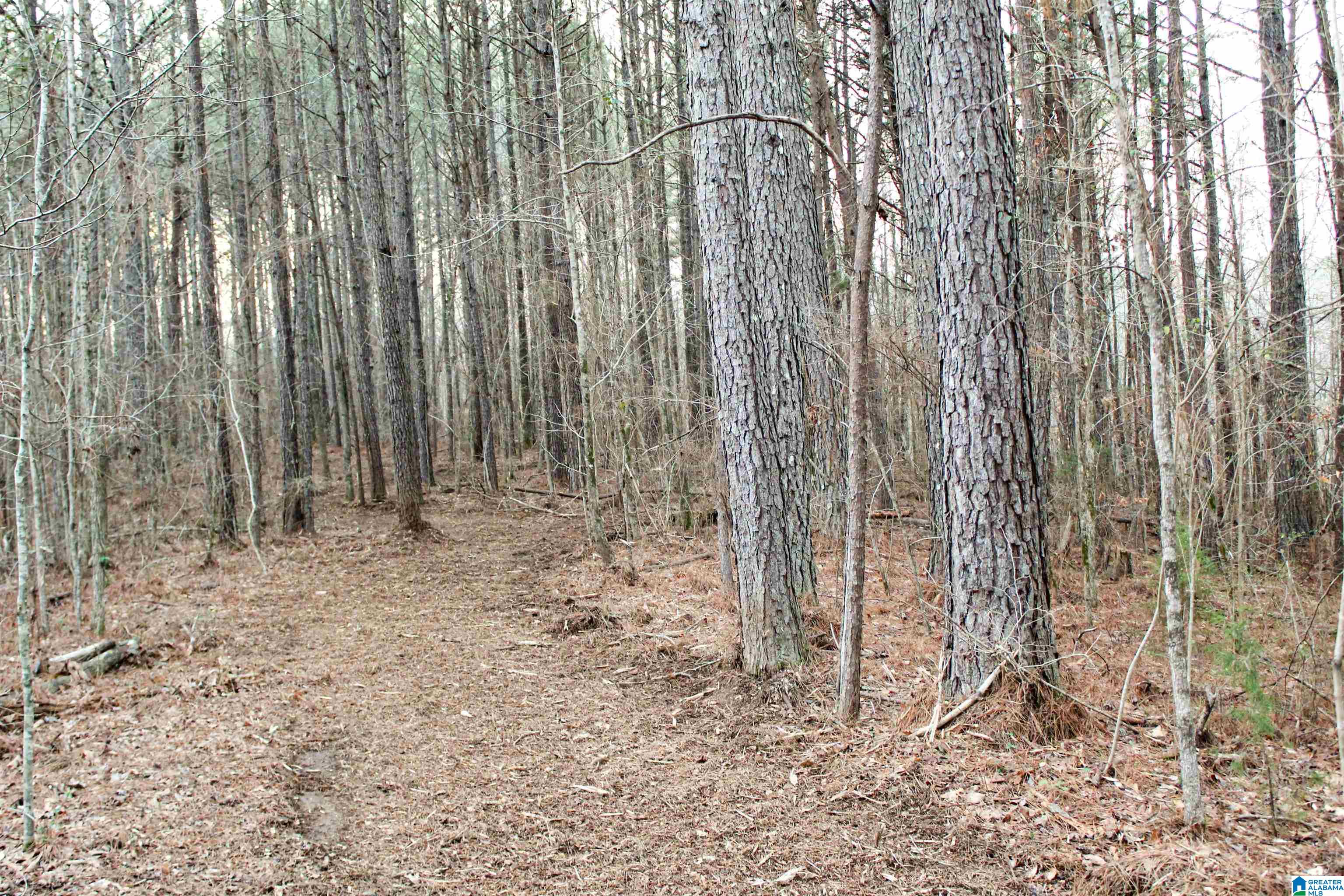 0 Parsons Loop Road Mulga, AL 35118 - Photo 22 of 38