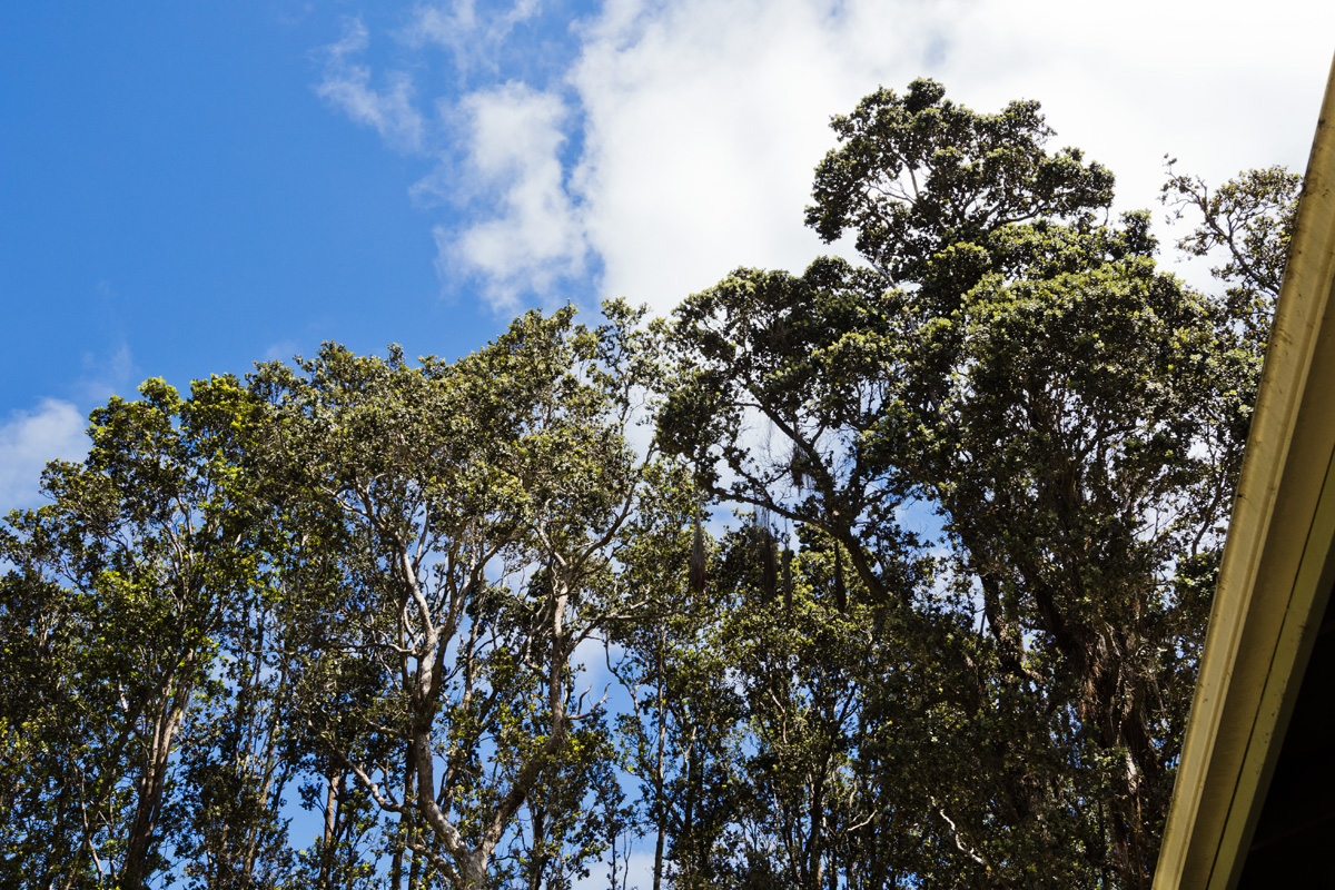 19-4175 Kalaninauli Road Volcano, HI 96785 - Photo 28 of 28 Gallery Image 28