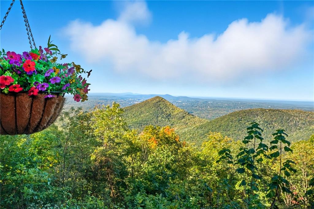 49 Rimrock Road Jasper, GA 30143 - Photo 54 of 61 a view of a flower in a garden