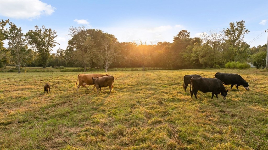 446 Brown Bridge Road Chatsworth, GA 30705 - Photo 16 of 77