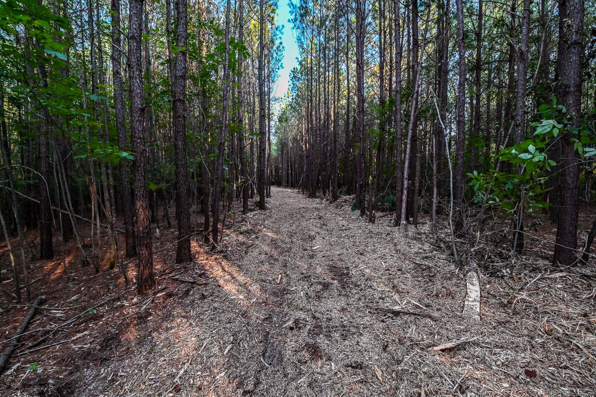 0 Brush Creek Road Hohenwald, TN 38462 - Photo 3 of 6 a view of backyard with green space