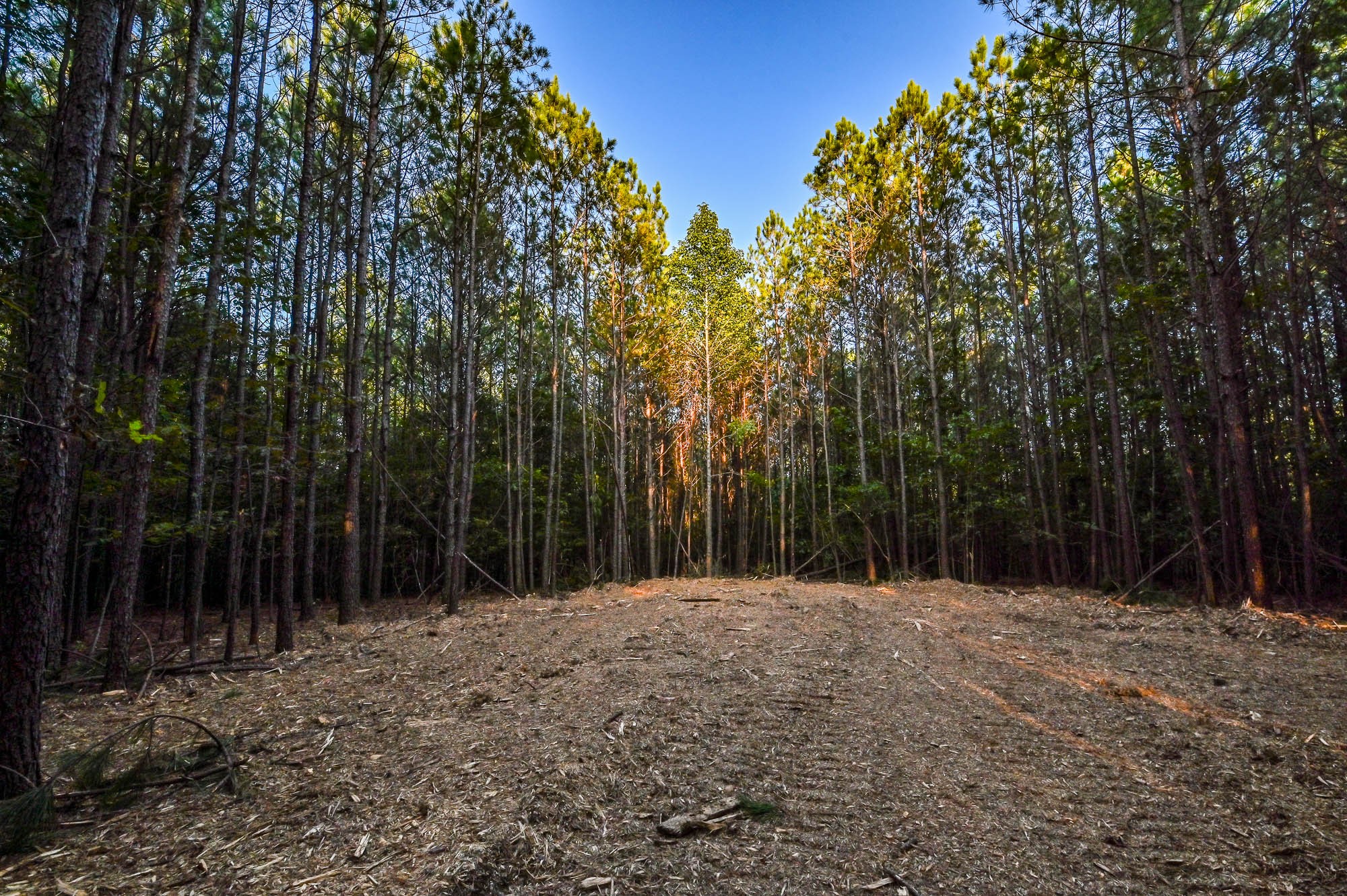 0 Brush Creek Road Hohenwald, TN 38462 - Photo 4 of 6 a view of outdoor space with trees