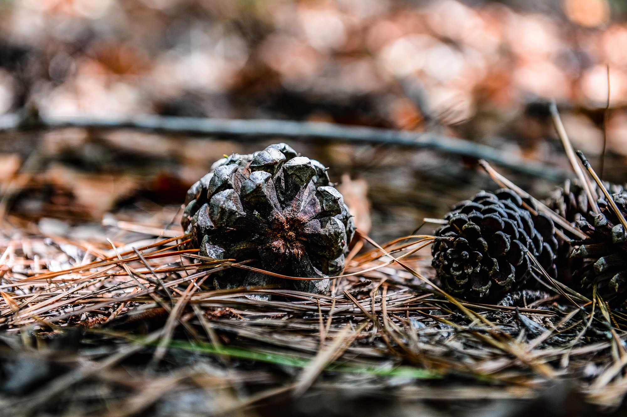 0 Brush Creek Road Hohenwald, TN 38462 - Photo 6 of 6 a view of a plant
