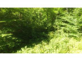 69 Breezy Point Road Warren, NH 03279 - Photo 11 of 13 Gallery Image 11