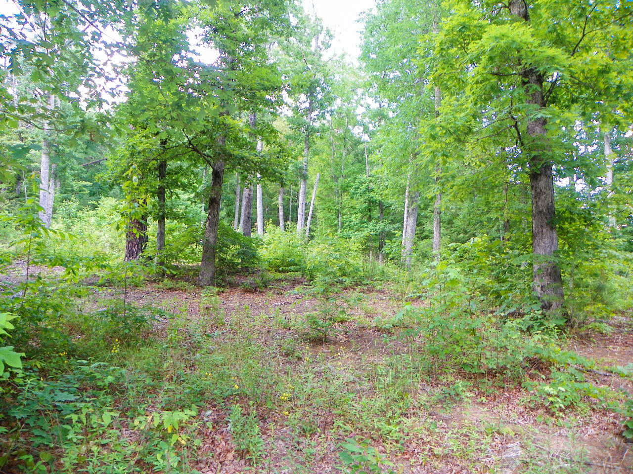 Lot#12 Bogle Spring Loop Sevierville, TN 37862 - Photo 1 of 15 103_3671