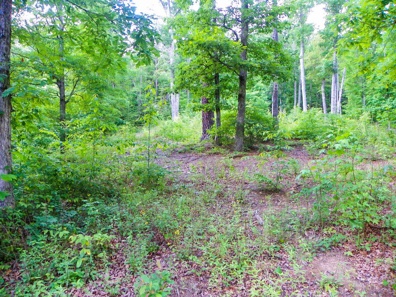 Lot#12 Bogle Spring Loop Sevierville, TN 37862 - Photo 2 of 15 103_3672