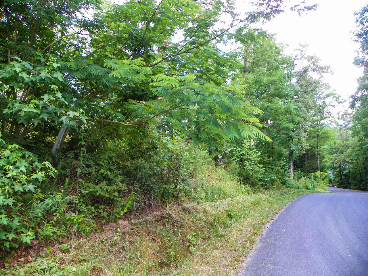 Lot#12 Bogle Spring Loop Sevierville, TN 37862 - Photo 11 of 15 103_3670