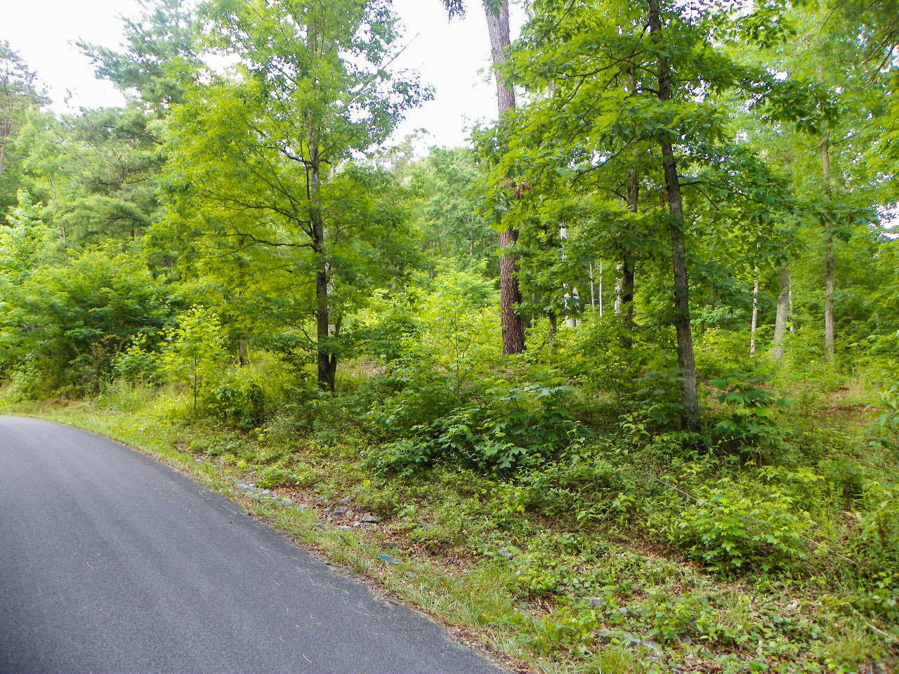 Lot#12 Bogle Spring Loop Sevierville, TN 37862 - Photo 14 of 15 103_3662