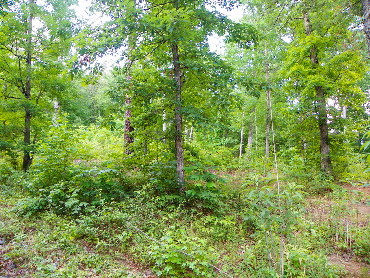 Lot#12 Bogle Spring Loop Sevierville, TN 37862 - Photo 3 of 15 103_3664