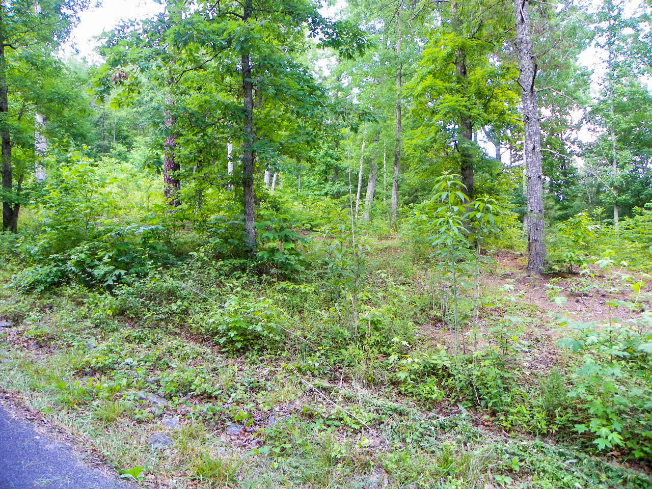 Lot#12 Bogle Spring Loop Sevierville, TN 37862 - Photo 4 of 15 103_3665