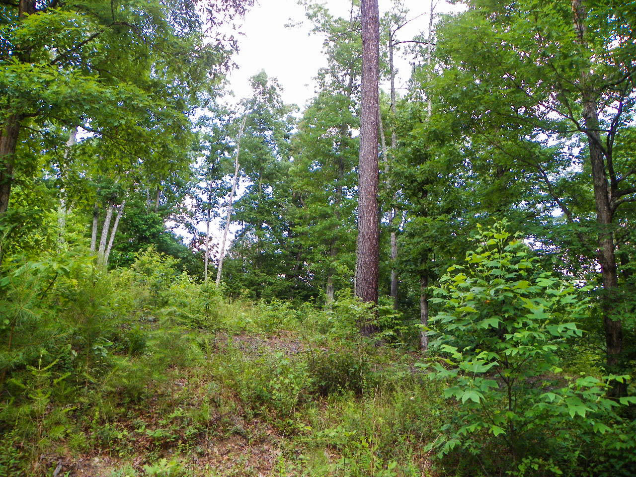 Lot#12 Bogle Spring Loop Sevierville, TN 37862 - Photo 5 of 15 103_3666