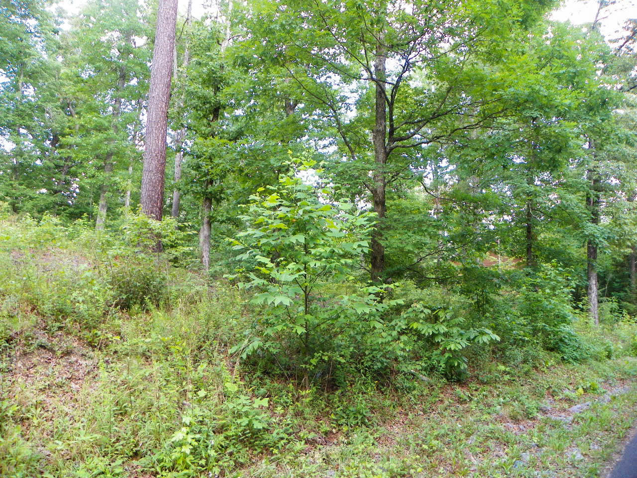 Lot#12 Bogle Spring Loop Sevierville, TN 37862 - Photo 6 of 15 103_3667