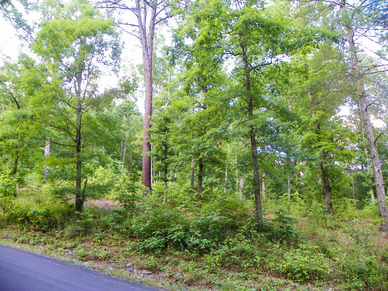 Lot#12 Bogle Spring Loop Sevierville, TN 37862 - Photo 9 of 15 103_3675