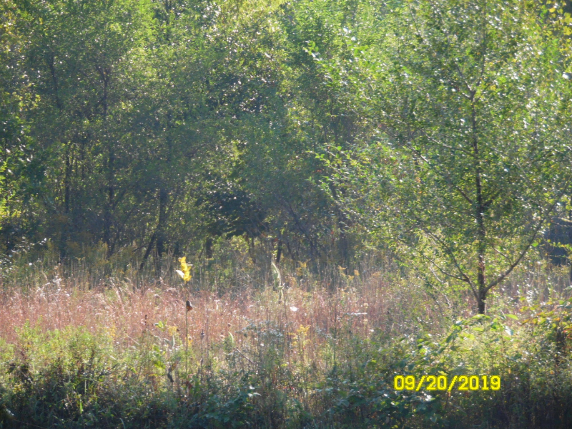 0 Long Lake Road Colon, MI 49040 - Photo 8 of 17 SAM_8262